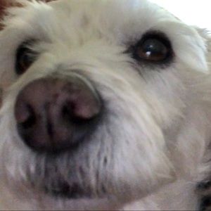 Meet your Posher, Jean